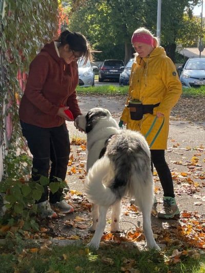 Herdenschutzhund Heidi beim Mantrailing an der Zielperson