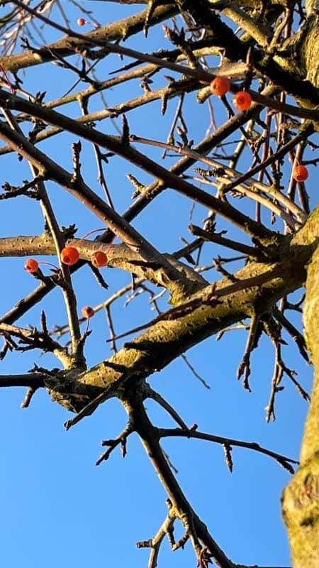 Zierapfel auf der INNsider Hundewiese